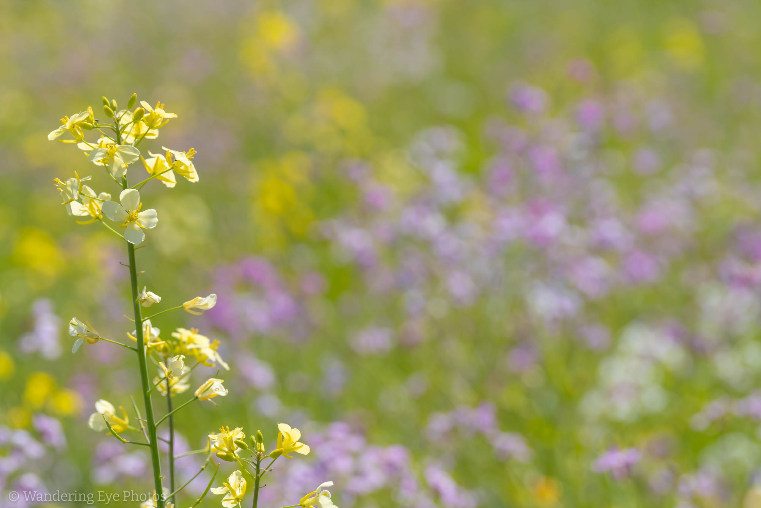 05.10 11.46.21   DSC01751